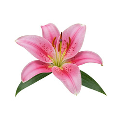 Fototapeta premium Single vibrant pink lily flower with green leaves isolated on a black background close-up studio shot transparent background