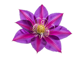 A vibrant, detailed close-up of a clematis flower, showcasing its delicate petals and rich, deep purple and pink hues against a pure black backdrop.