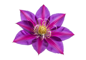 A vibrant, detailed close-up of a clematis flower, showcasing its delicate petals and rich, deep purple and pink hues against a pure black backdrop.