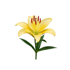 Vibrant yellow lily flower bloom petals with green stems isolated on black transparent background