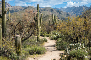 A hiking trail paves its way through the rugged Arizona desert with saguaro cactus, rugged...