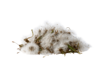 Fluffy seed heads clustered together