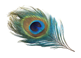 Close-up of a peacock feather