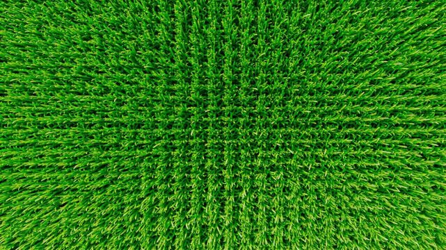 Close-up macro of a vibrant green grass field surface with a textured lawn pattern