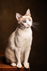 gatita blanca de ojos azules 