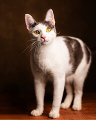 gato cachorro blanco