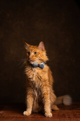 Naklejka premium gato con moño