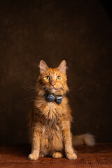 Fototapeta premium gato naranja con moño