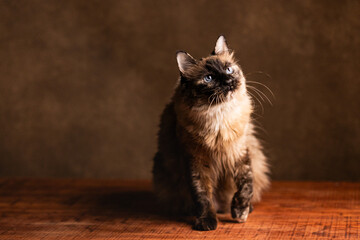 gato siamés
