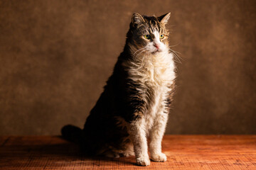 gato grande senior © Haniel