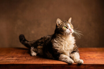 gato viejo grande senior