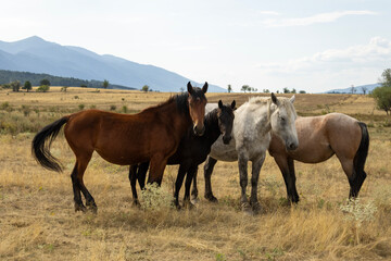 Obraz premium A group of four wild horses stands in a vast, dry grassy field with mountains in the background. The diverse coats of the horses add to the natural beauty of the rural landscape.