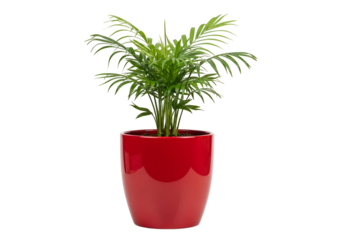 A vibrant, lush houseplant sits proudly in a glossy, red pot against a stark black backdrop.