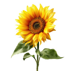 Vibrant sunflower, detailed illustration (1)
