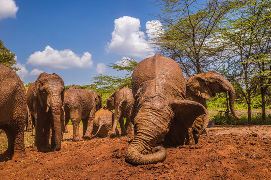 Baby elephants orphans playing in the red mud, Kenya