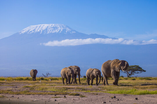 Herd of elephants under Kilimanjaro from Amboseli