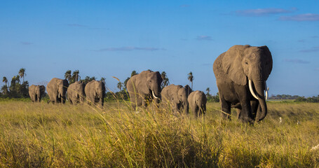 Herd of elephants - mothers with babies in Amboseli, Kenya