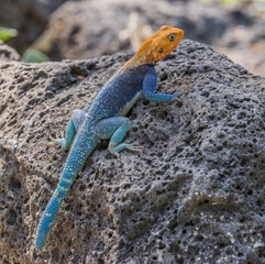 Red-headed rock agama (common agama, Agama agama), Kenya