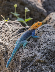 Red-headed rock agama (common agama, Agama agama), Kenya