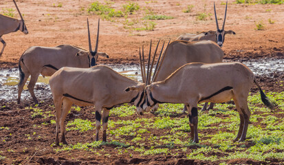 Fighting Beisa oryxes in Tsavo West, Kenya © Leos