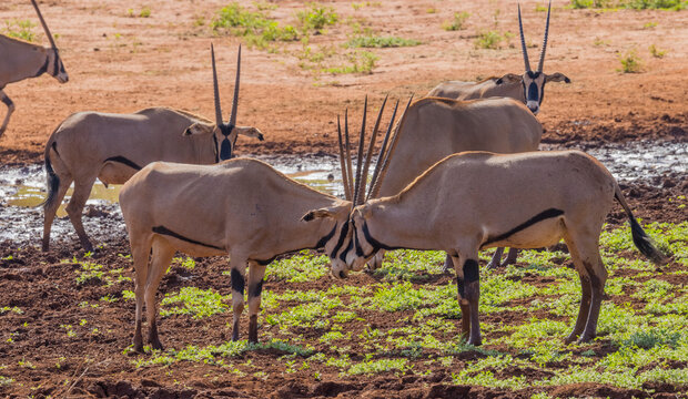 Fighting Beisa oryxes in Tsavo West, Kenya