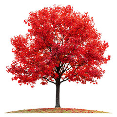 Vibrant Red Maple Tree Isolated transparent on white background