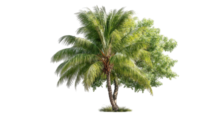 Tropical palm tree against a black background. Lush green leaves, light green trunk