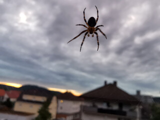 Spinne am Himmel