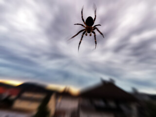 Spinne auf dem Balkon