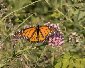 Monarch Butterfly Wide Open on Pink Milkweed