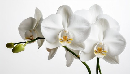 Obraz premium elegant white orchids in full bloom indoors isolated on white background