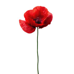 Vibrant crimson poppy, isolated against black.  Detailed petals and center.  Stem and leaves clearly visible