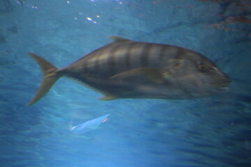 shark in aquarium