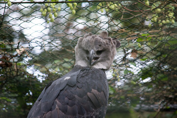 Nahaufnahme einer Harpyie im Gehege