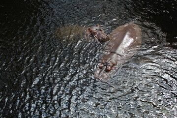 hippopotamus in the water