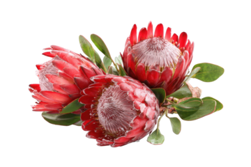 Close-up of vibrant red protea flowers