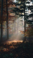 Obraz premium Autumn forest clearing under low fog with sun rays breaking through colorful leaves