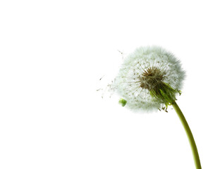 A dandelion seed head against a black background