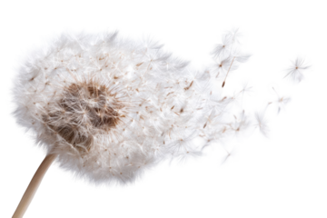 Close-up of a dandelion seed head (12)