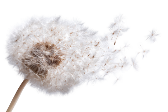 Close-up of a dandelion seed head (12)