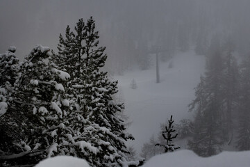 Bosque nevado con niebla