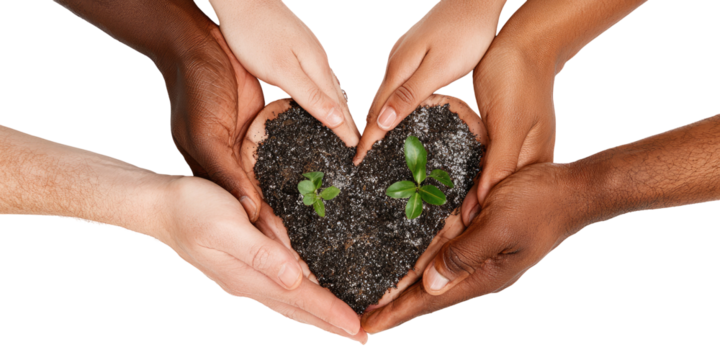 Diverse hands holding a small seedling in soil, forming a heart shape