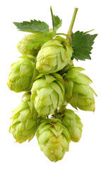 Close-up of fresh hop cones on stem