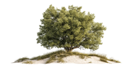 A solitary tree on a sand dune