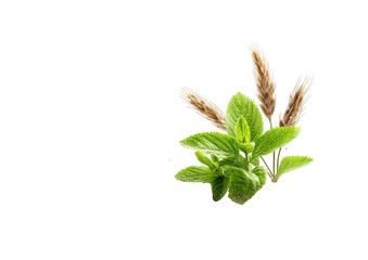 Close-up of wheat and mint sprigs