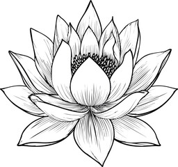 Intricate black and white line drawing of a blooming lotus flower. Vector illustration