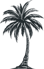 Black and white sketch illustration of a palm tree with detailed leaves. Vector illustration