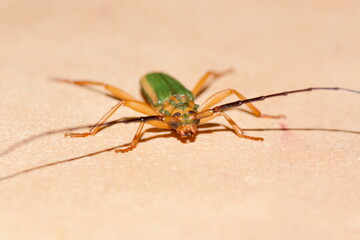 Close-up of a longhorn beetle (Chlorida festiva, Bockkaefer) photographed in Puntarenas, Costa Rica.