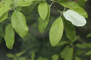 Light Green Magnolia Leaves