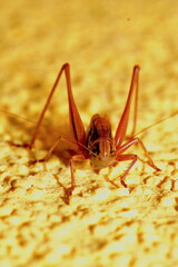 Close-up of Roesels bush-cricket (Roeseliana roeselii, Roessels Beissschrecke) showing detailed features.